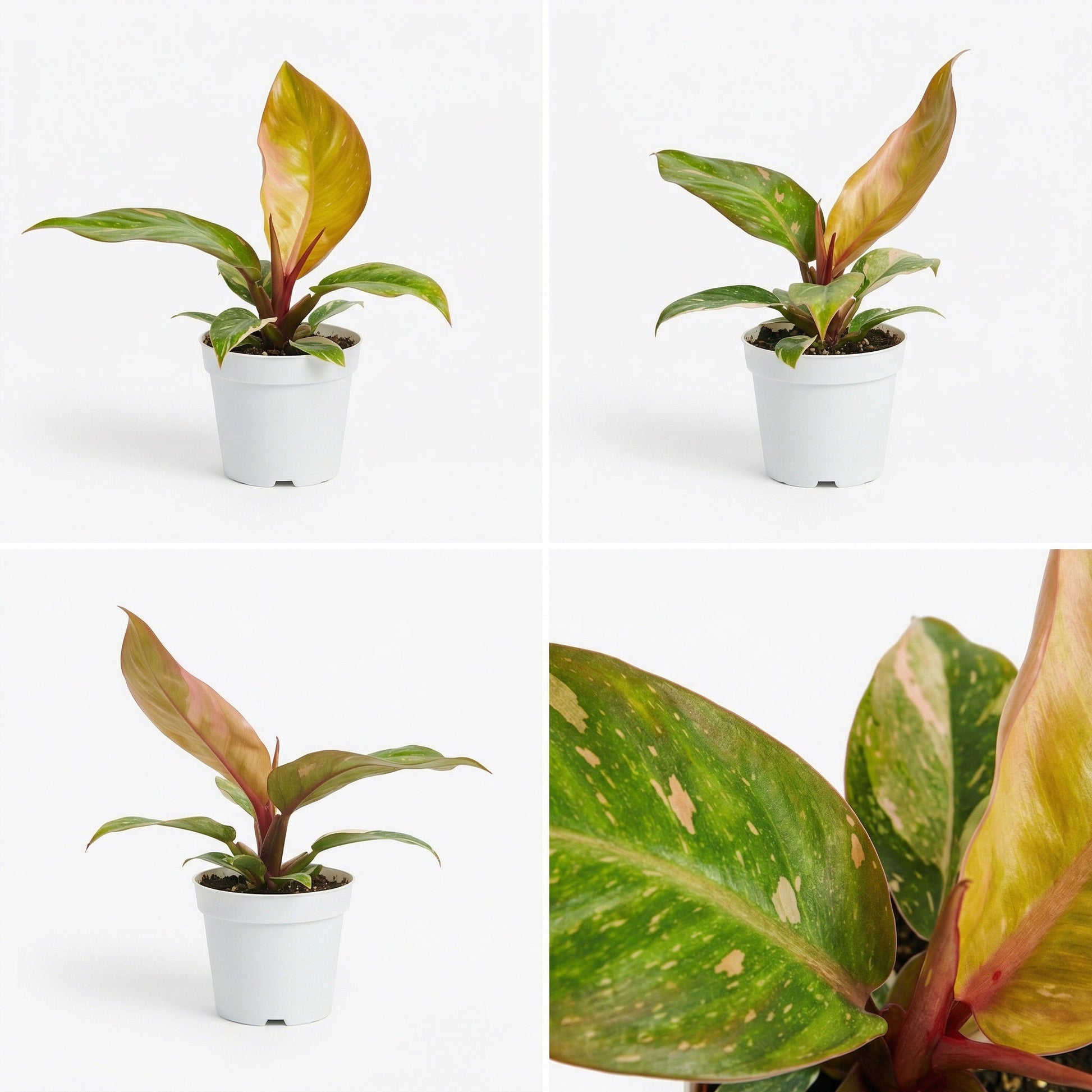Philodendron Prince Of Orange Variegata