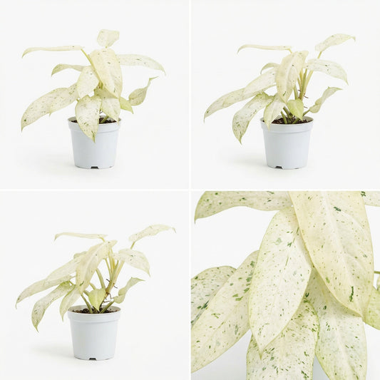 Philodendron Whipple Way