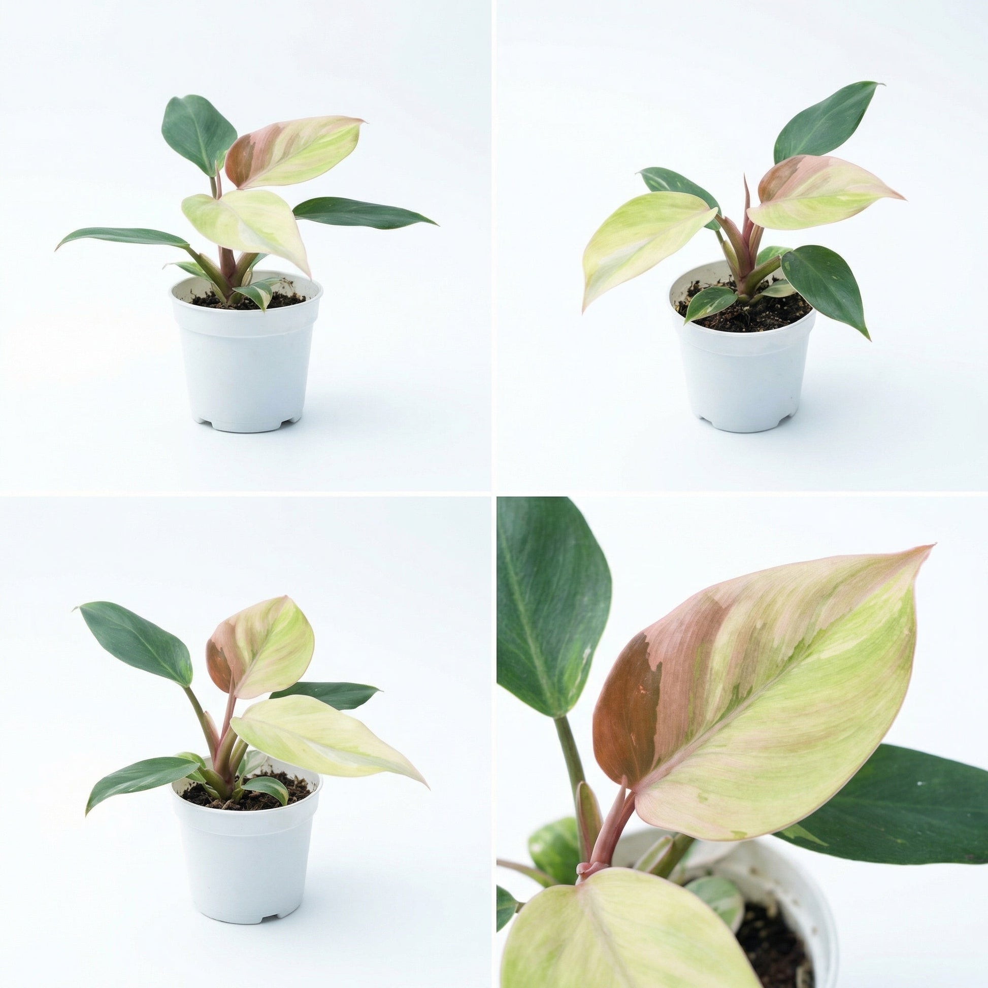 Philodendron White Knight Mint Variegata