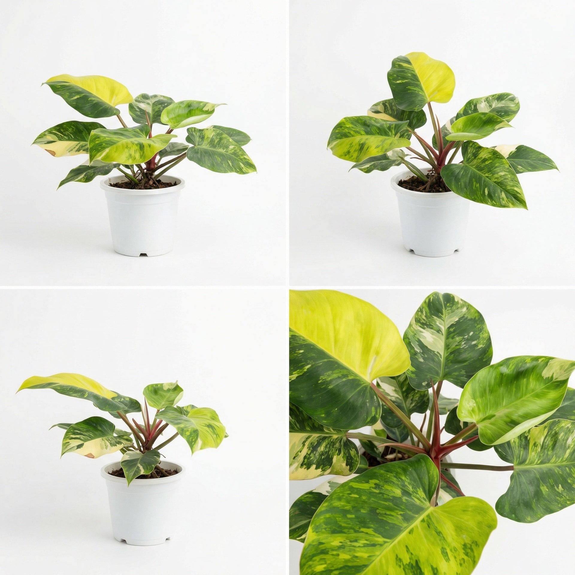 philodendron green princess variegata Philodendron White Princess Aura Variegata