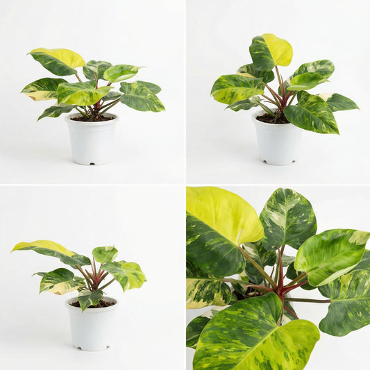 Philodendron White Princess Aura Variegata