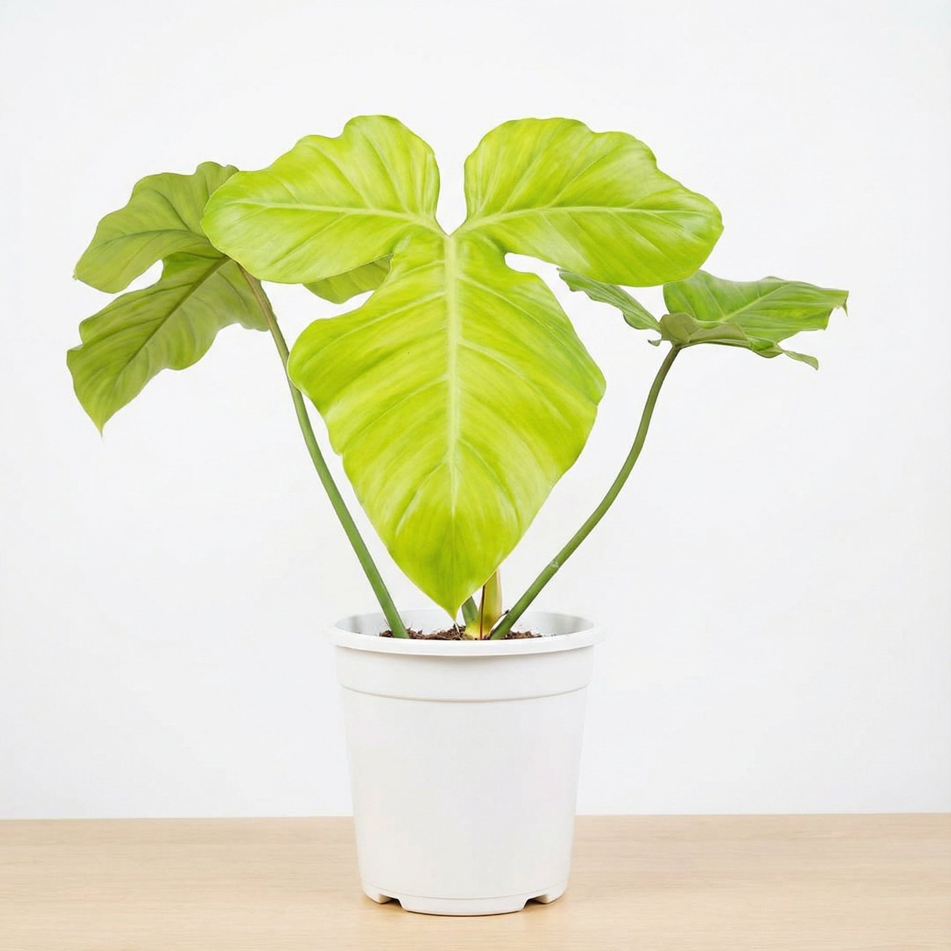 Philodendron Applanatum