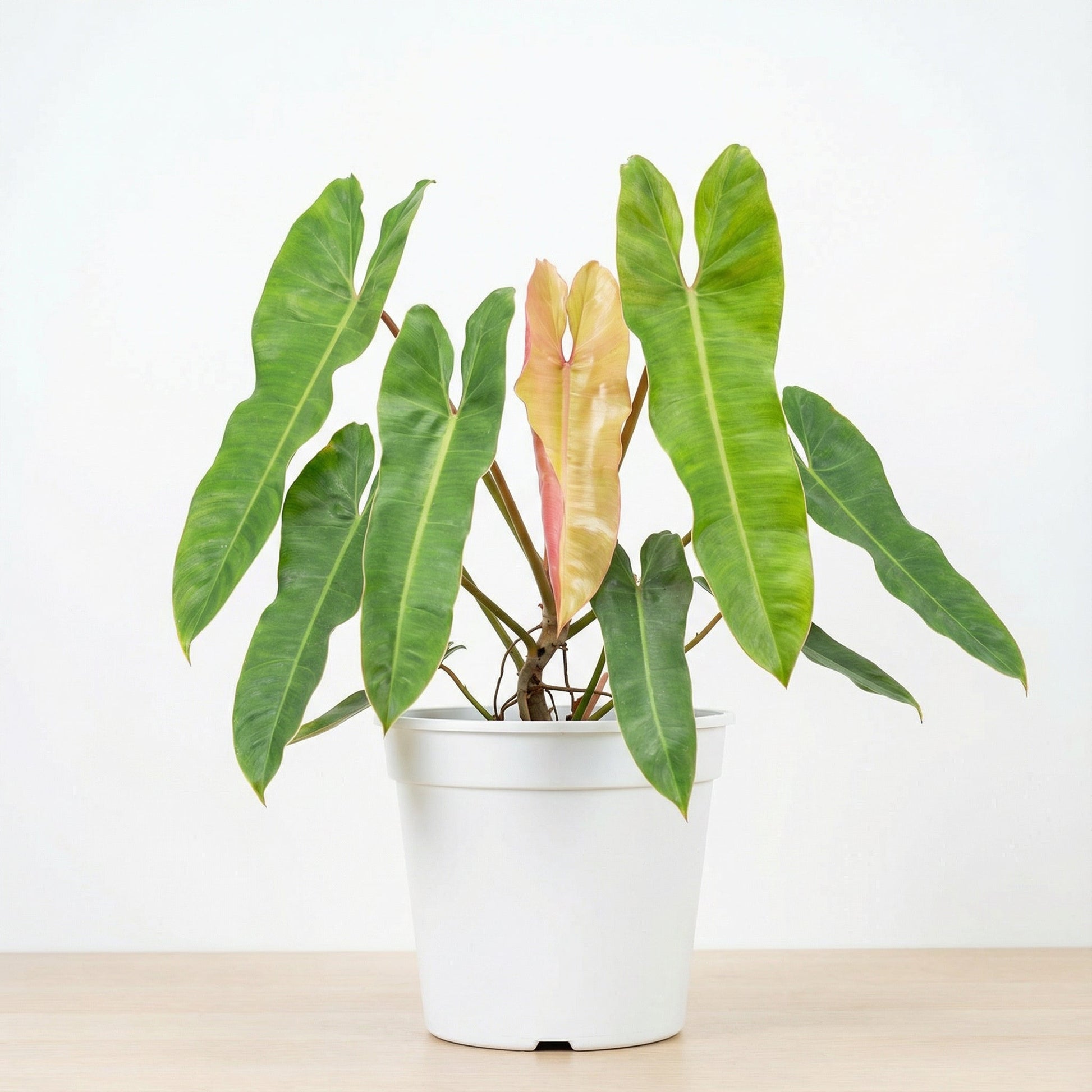Philodendron Atabapoense