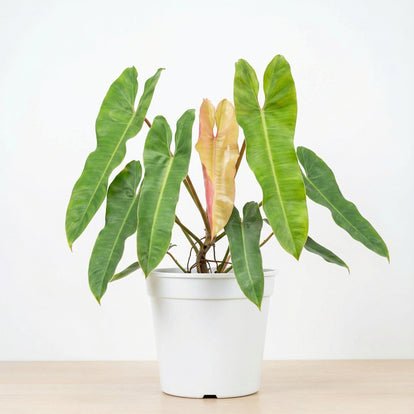 Philodendron Atabapoense - Preorder – Plantthatplant