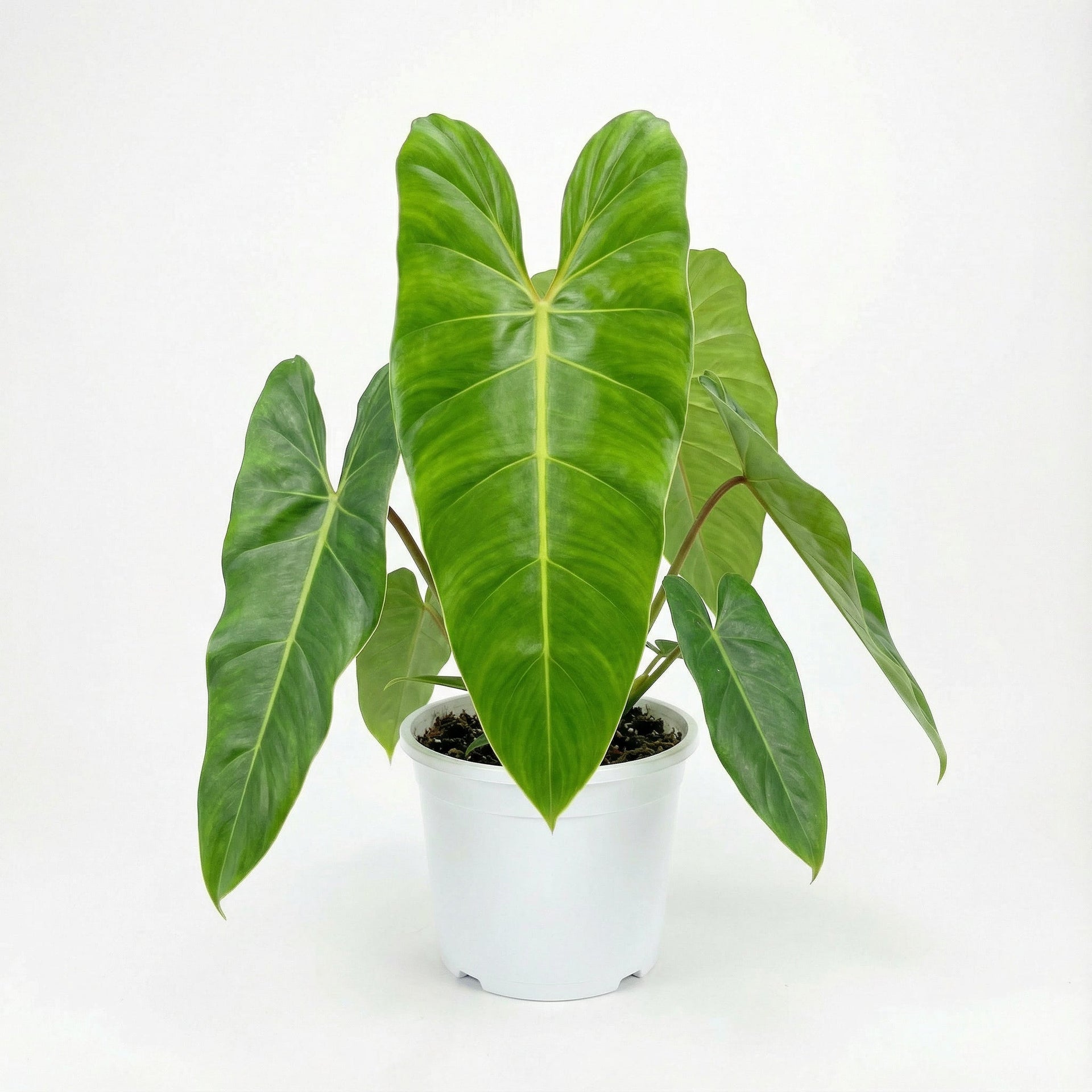 philodendron bernardopazii narrow Philodendron Bernardopazii - Pre-order Plant