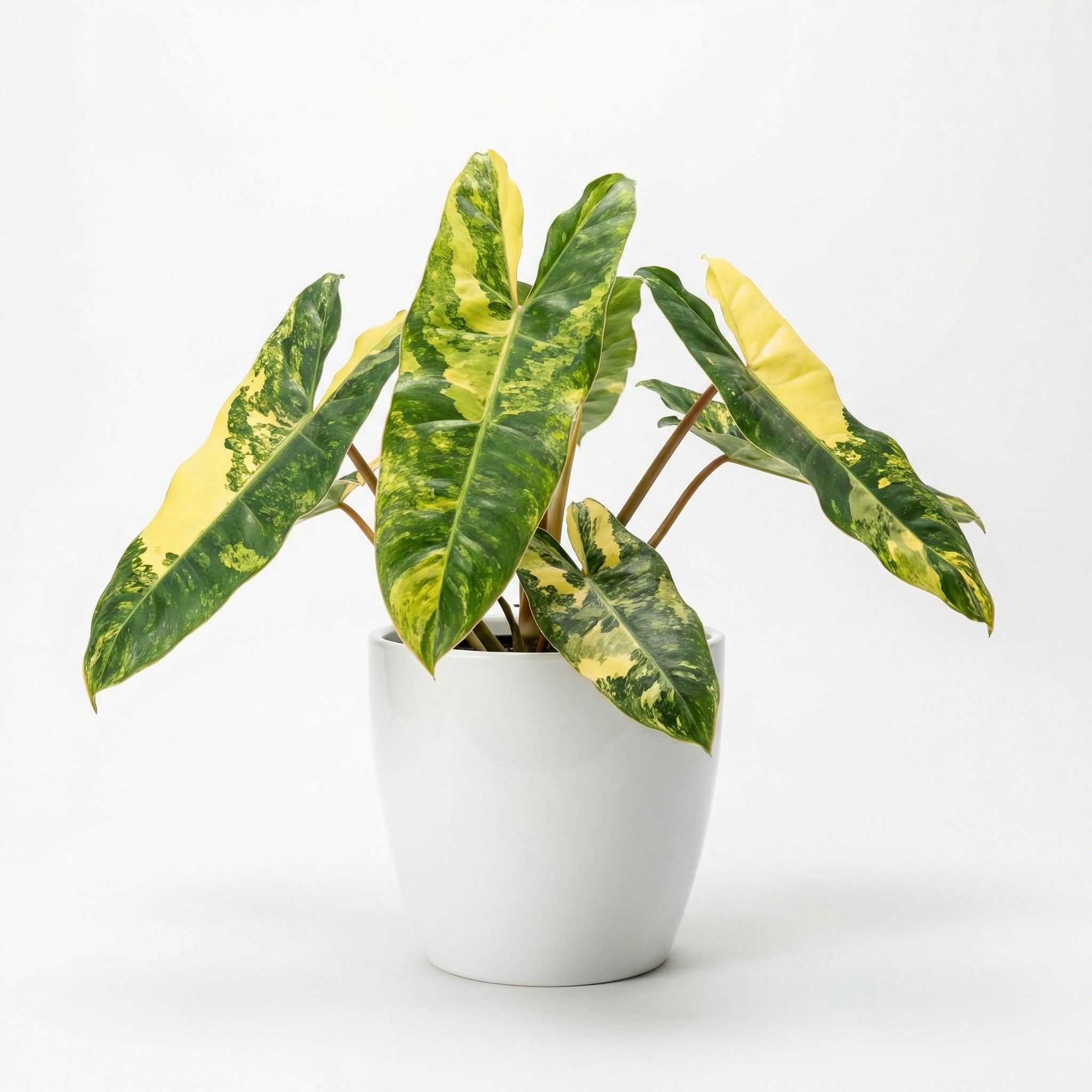 Philodendron Billietiae Variegated