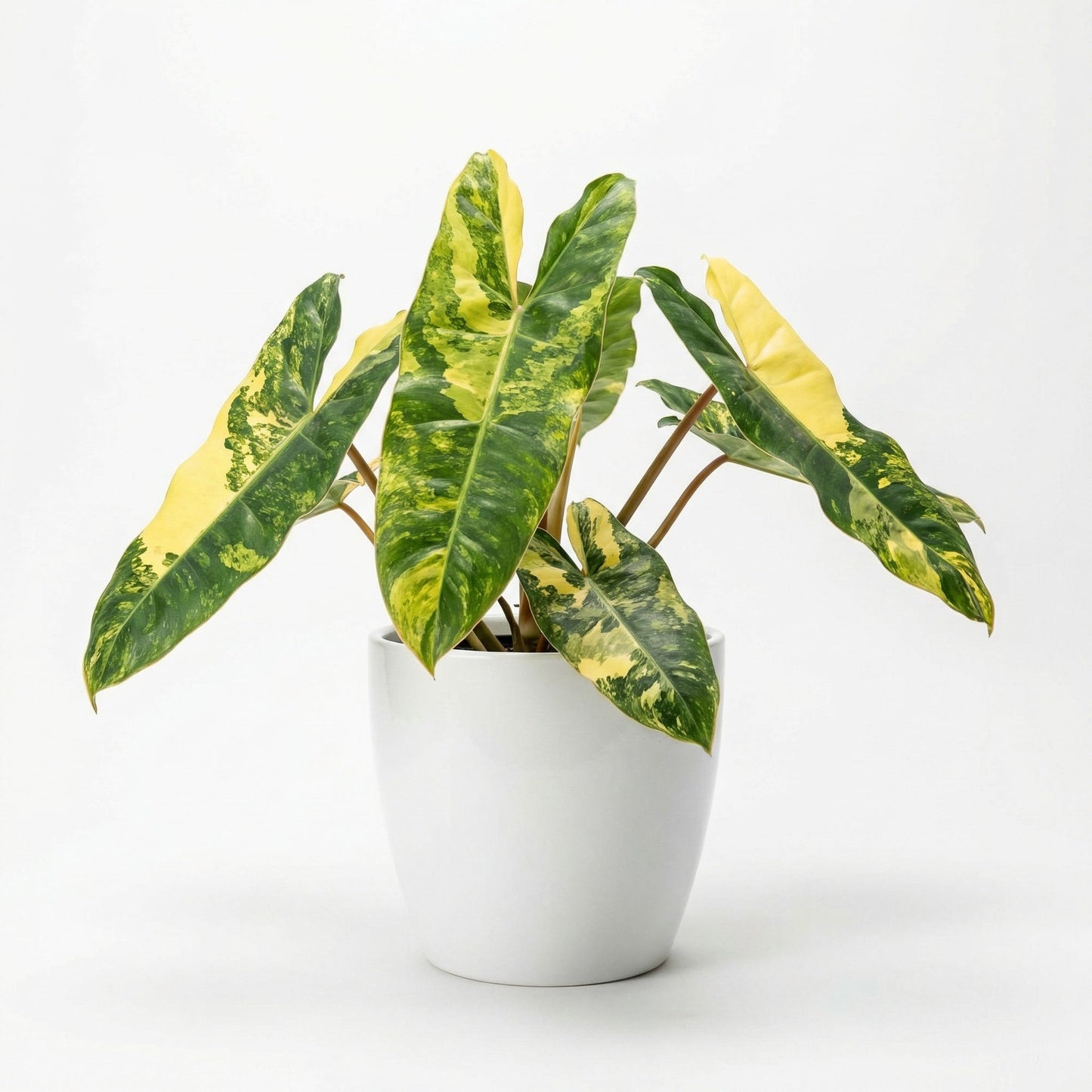 Philodendron Billietiae Variegated - Preorder