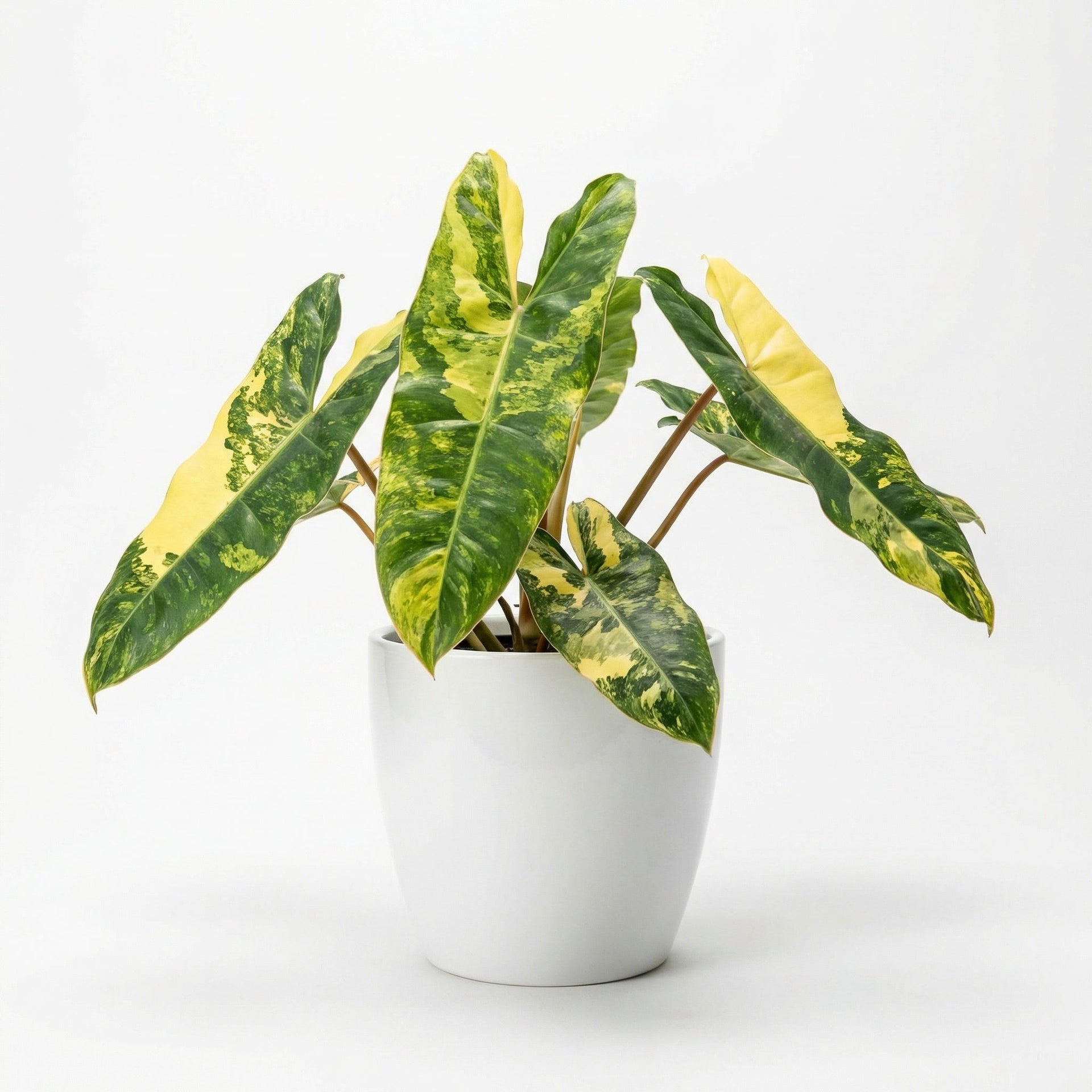 Philodendron Billietiae Variegated