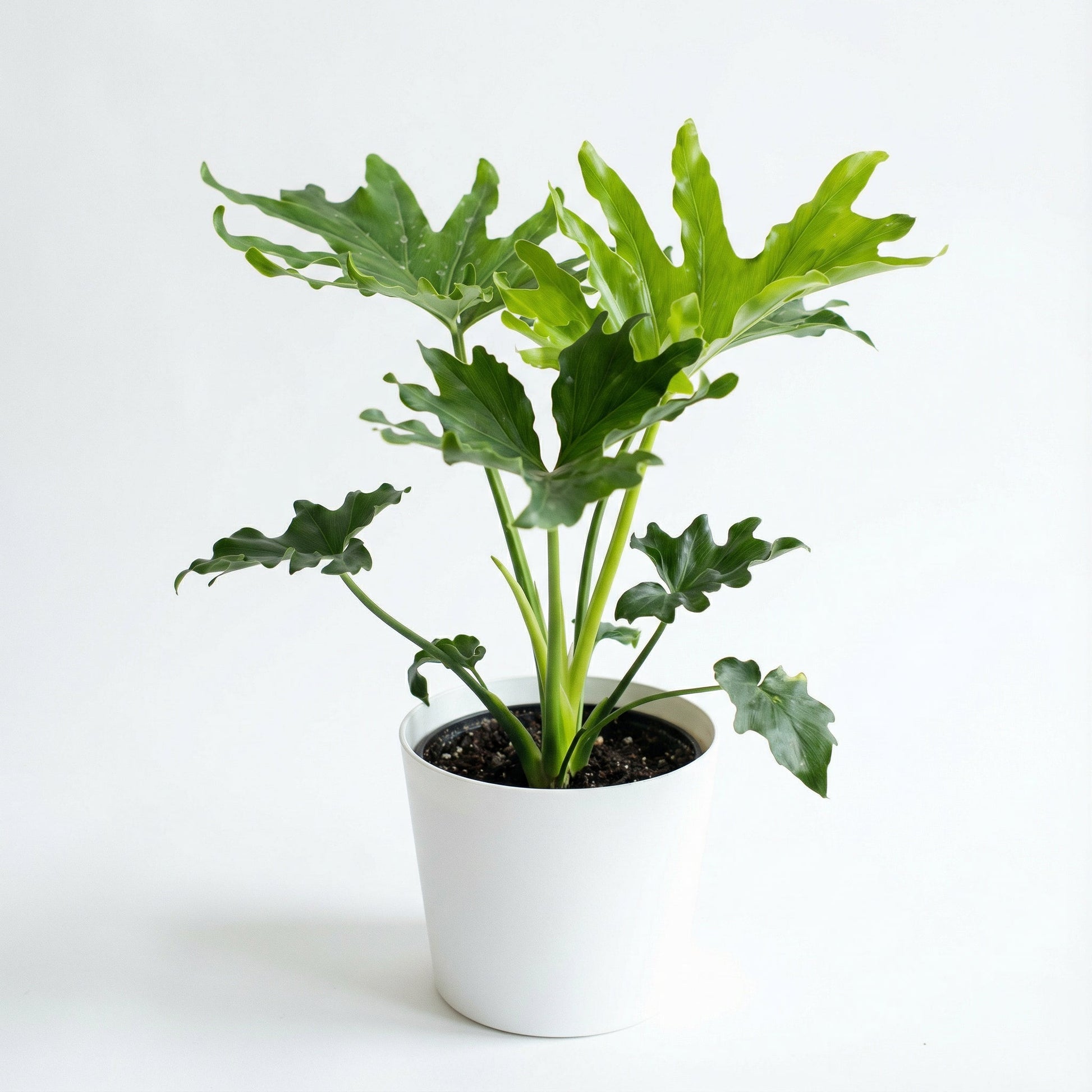 Philodendron Bipinnatifidum