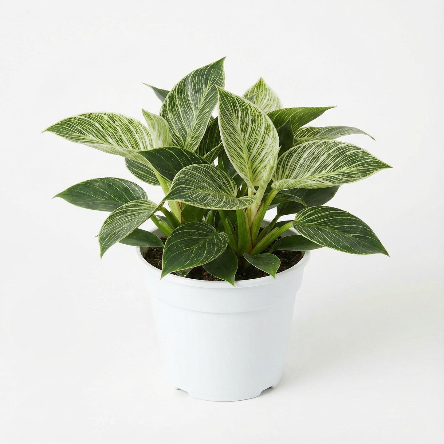Philodendron Birkin