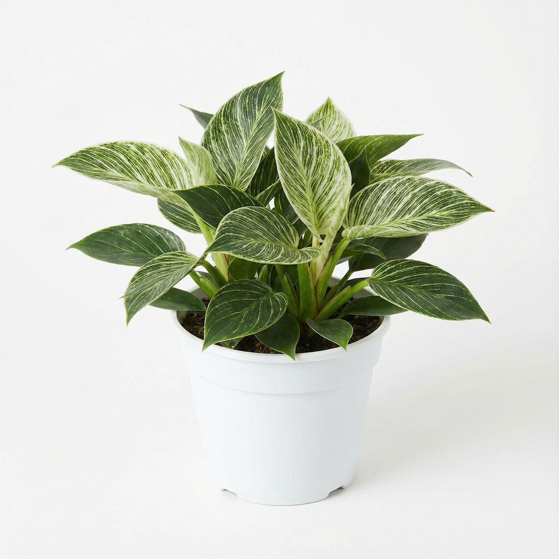 Philodendron Birkin