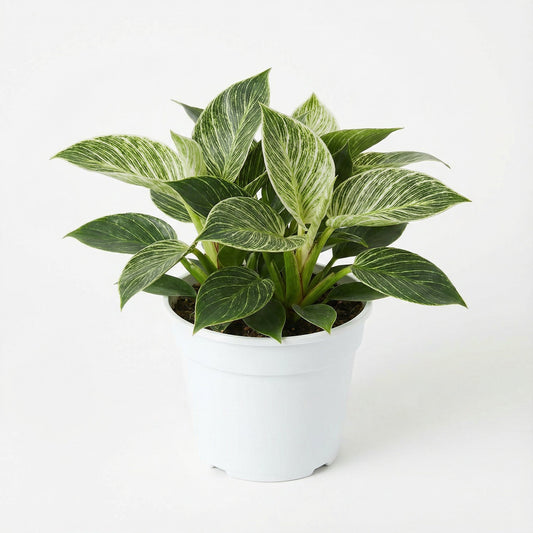 Philodendron Birkin