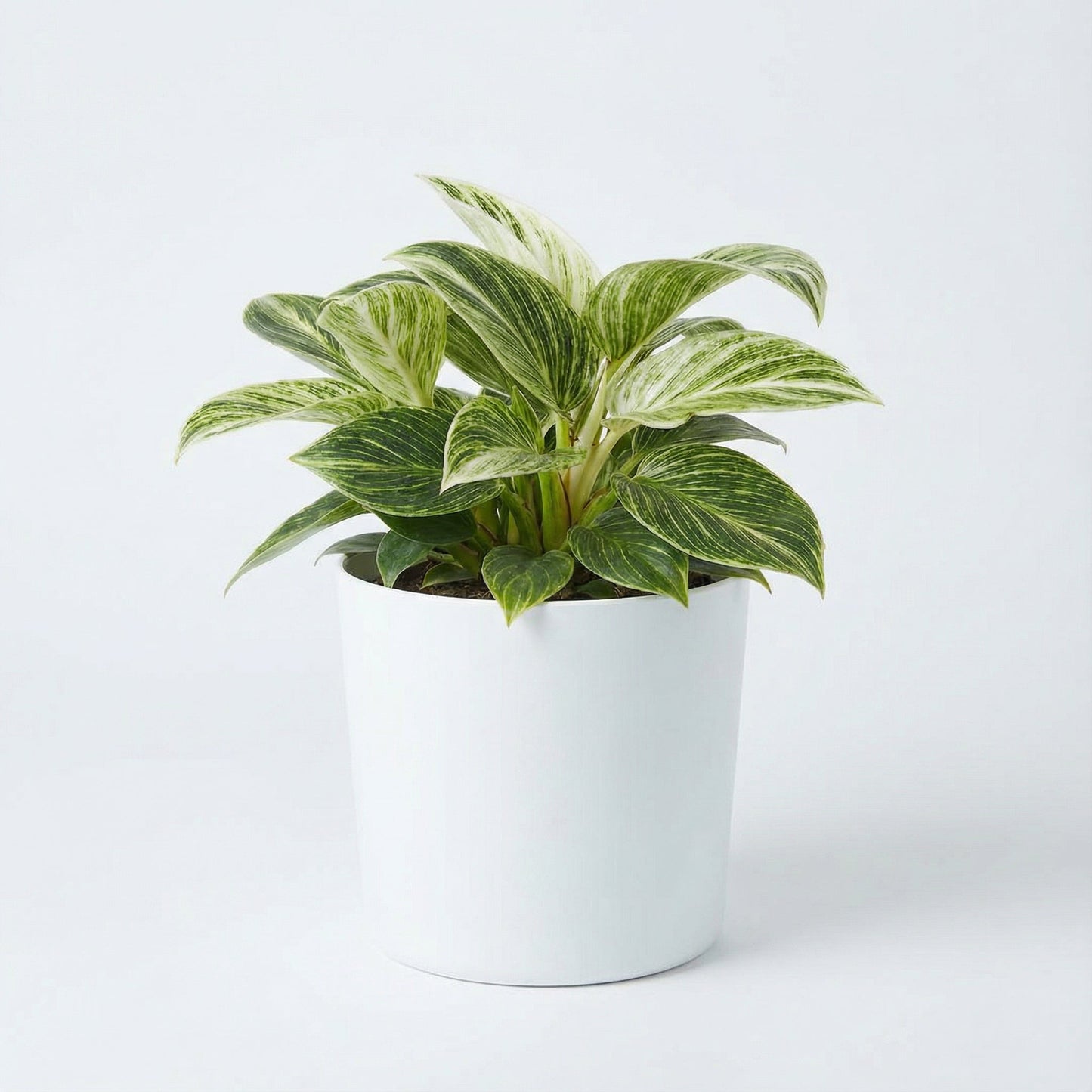 Philodendron Birkin Galaxy