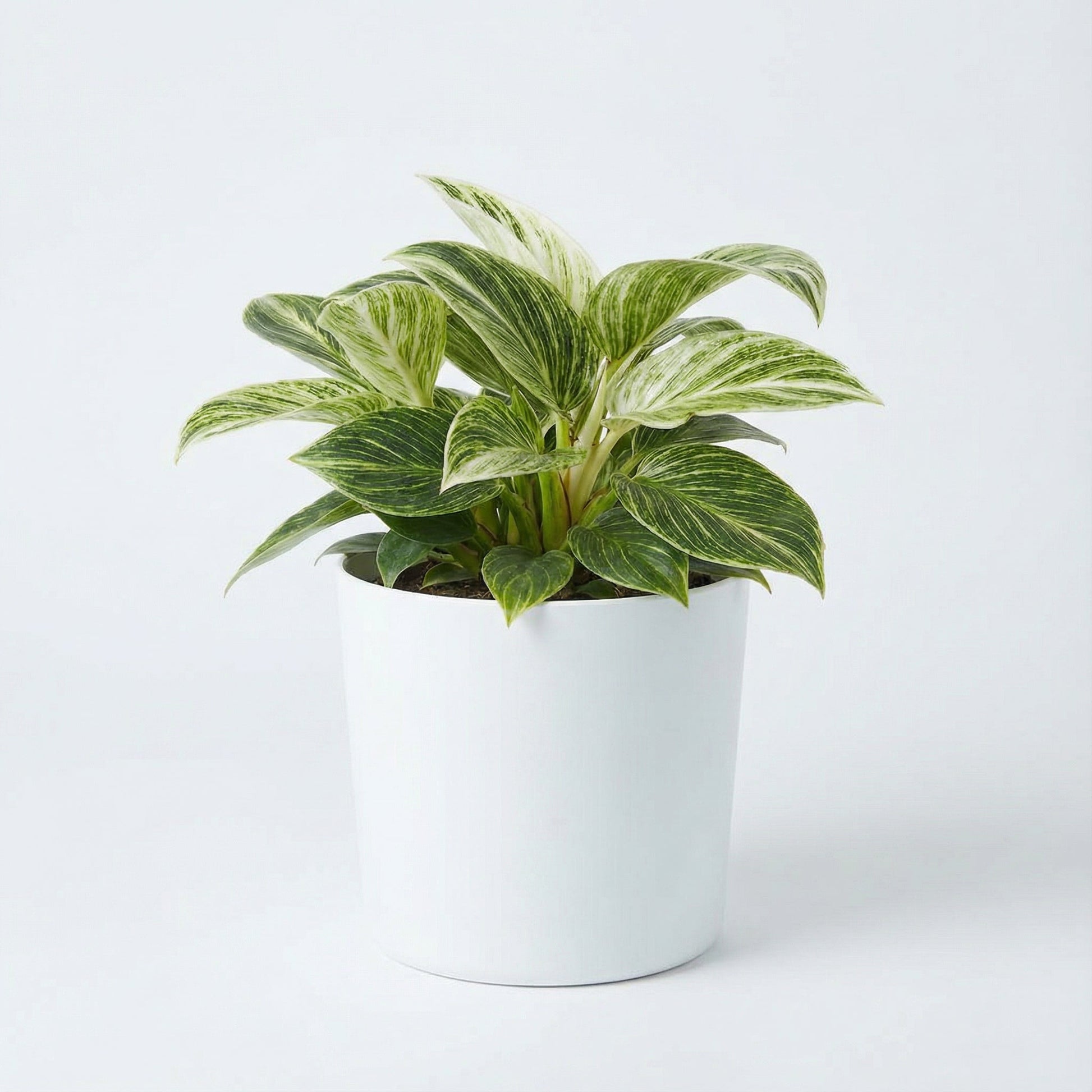 Philodendron Birkin Galaxy