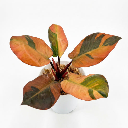 Philodendron Black Cardinal Variegata - Preorder