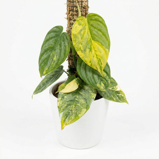 Philodendron Brandtianum Variegated - Preorder