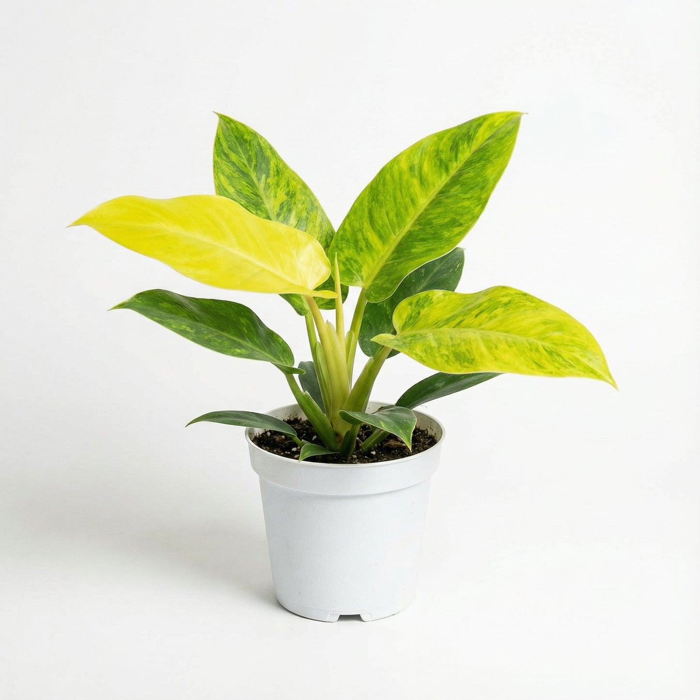 Philodendron Calkins Gold