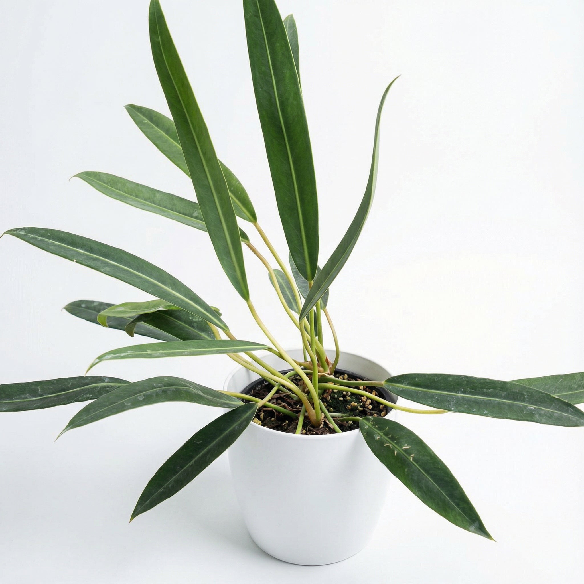 Philodendron Callosum - Preorder – Plantthatplant