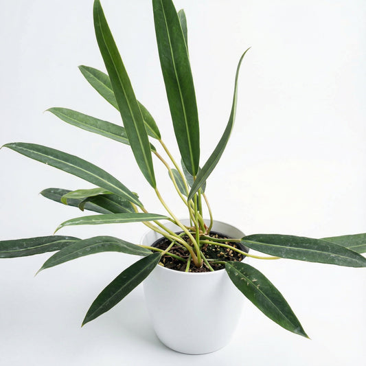 Philodendron Callosum