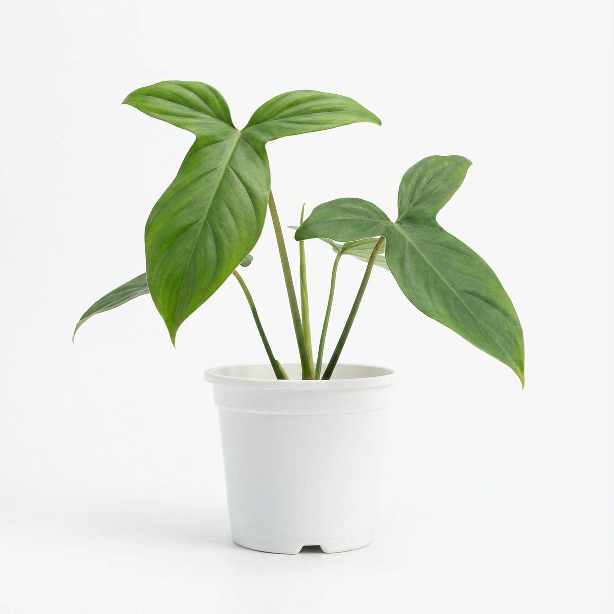 Philodendron Camposportoanum