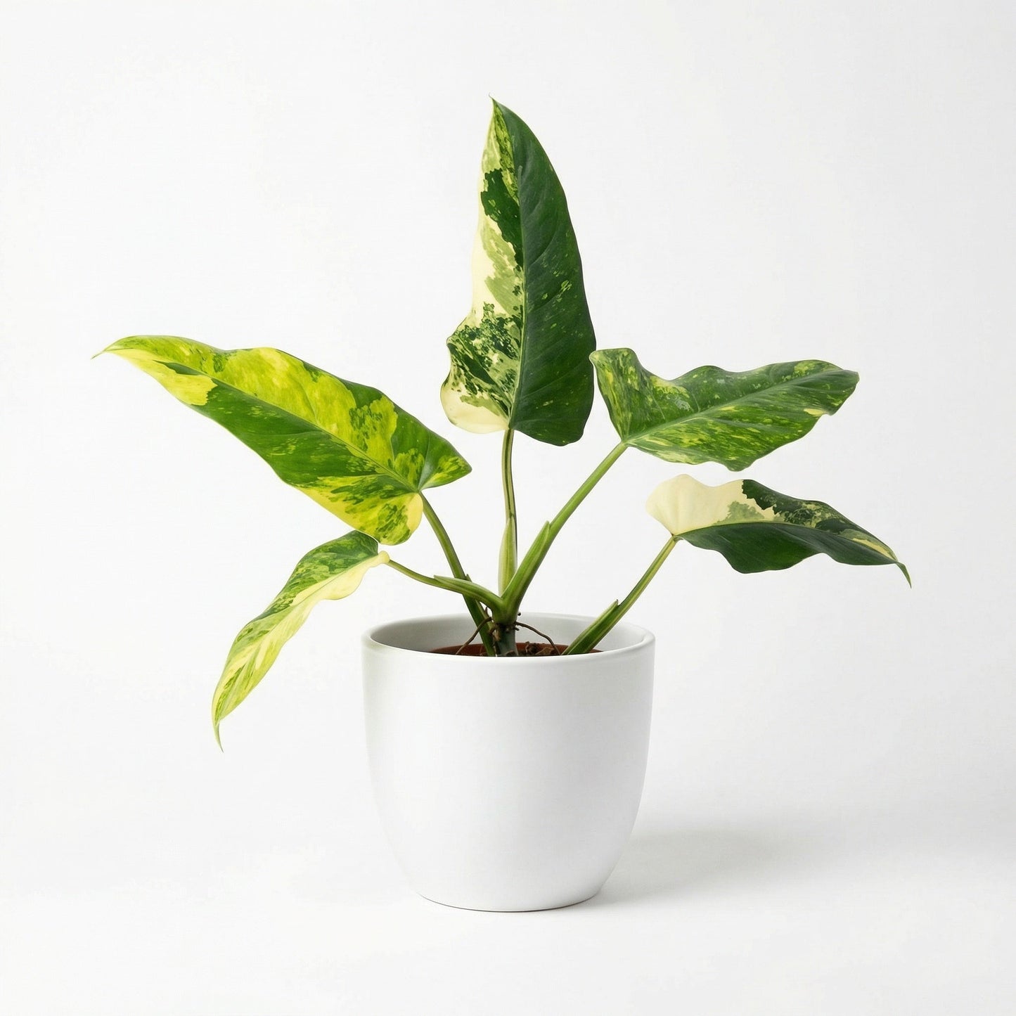 Philodendron Domesticum Variegated - Preorder