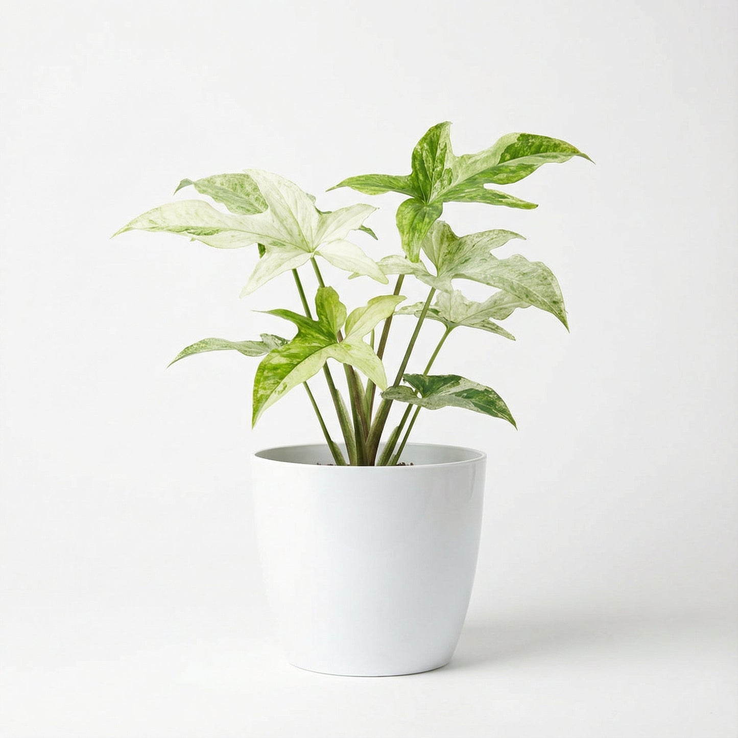 Philodendron Florida Ghost Mint