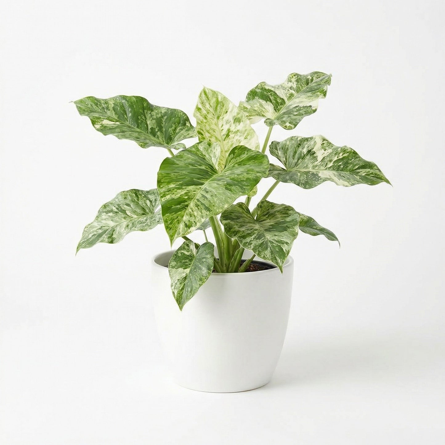Philodendron Giganteum Blizzard Plant - Preorder Available