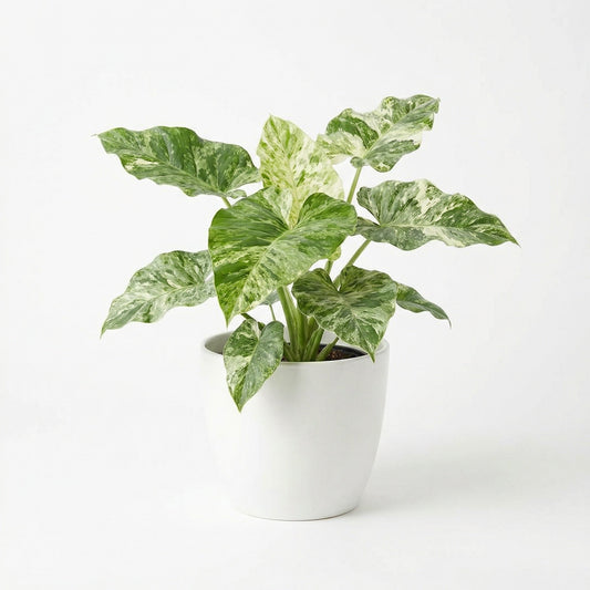 Philodendron Giganteum Blizzard - Preorder
