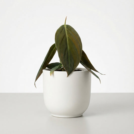 Philodendron Gigas