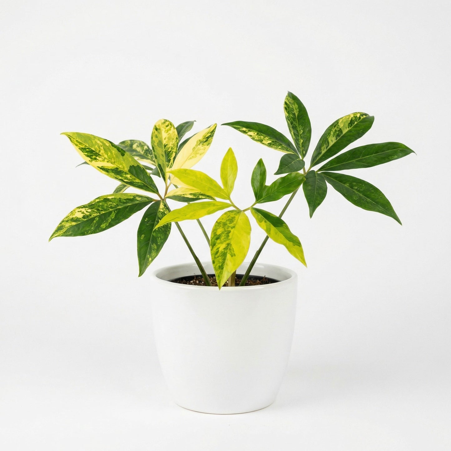 Philodendron Goeldii var