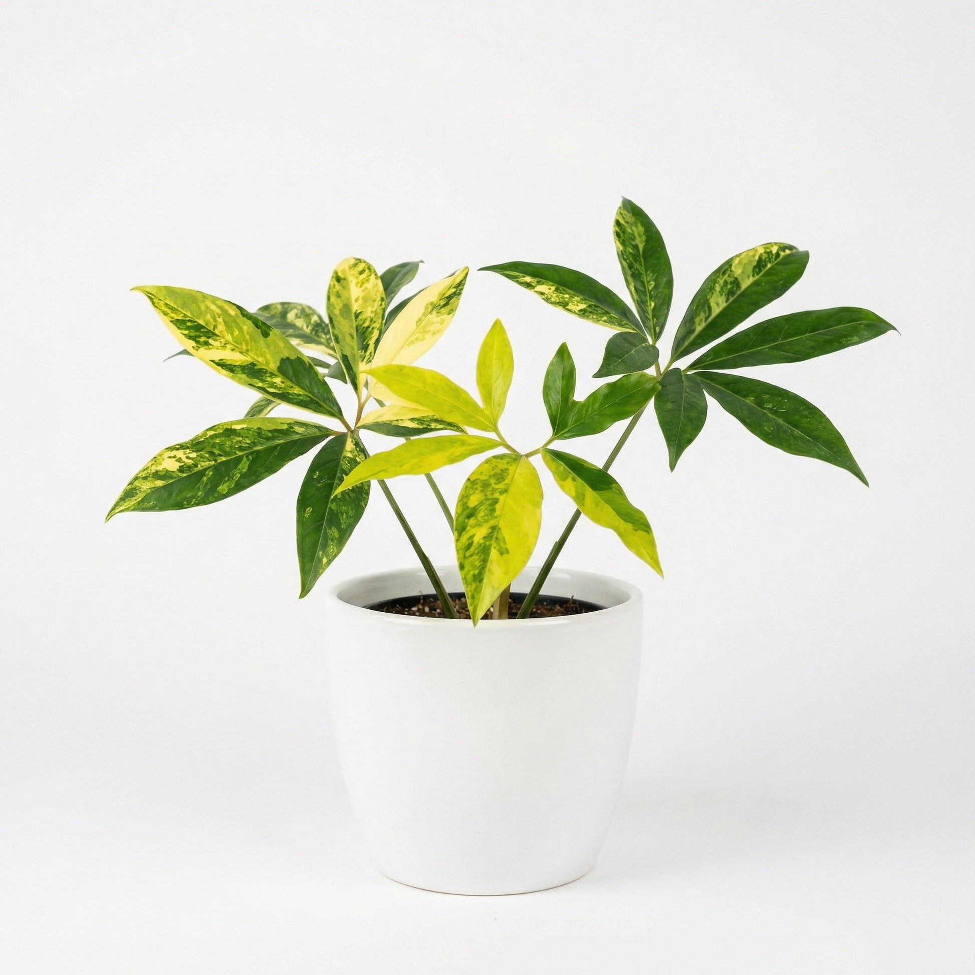 Philodendron Goeldii var