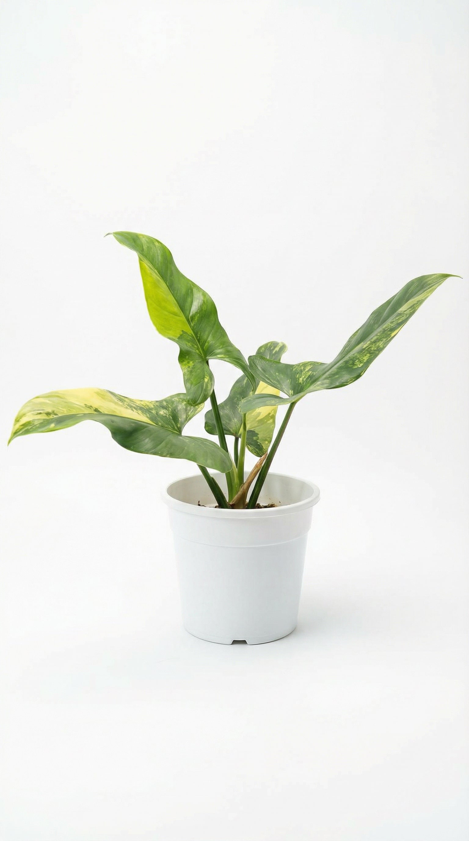Philodendron hastatum variegata - variegated Philodendron hastatum care  tips