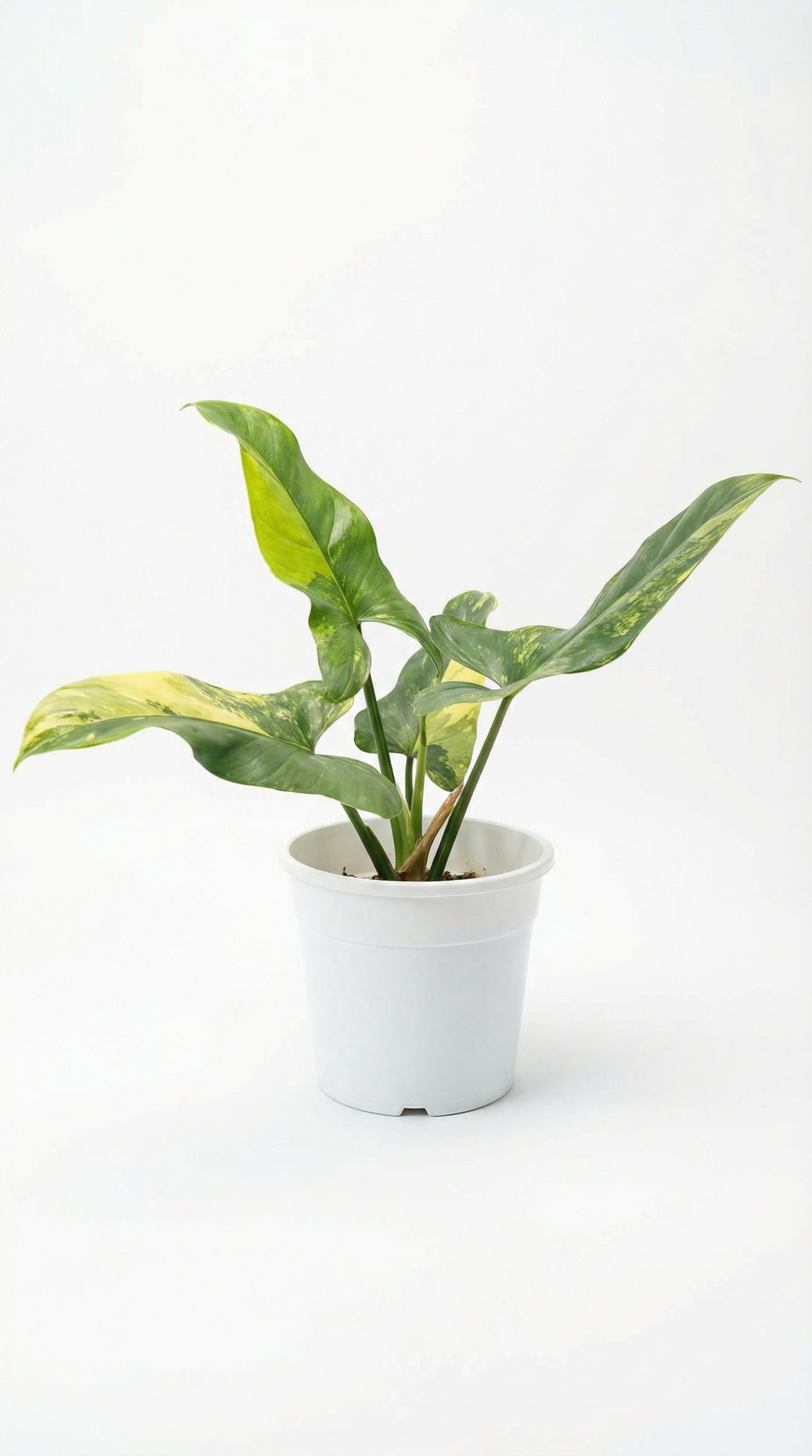 Philodendron hastatum variegata - Preorder