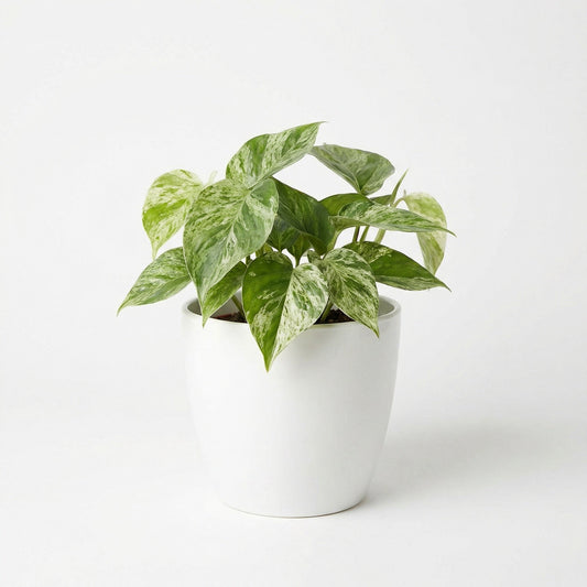 Philodendron Heartleaf Var - Preorder