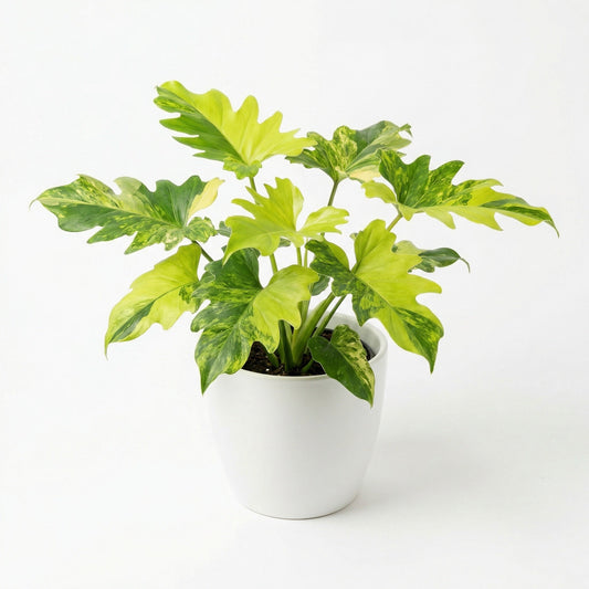 Philodendron Hope Variegated - Preorder