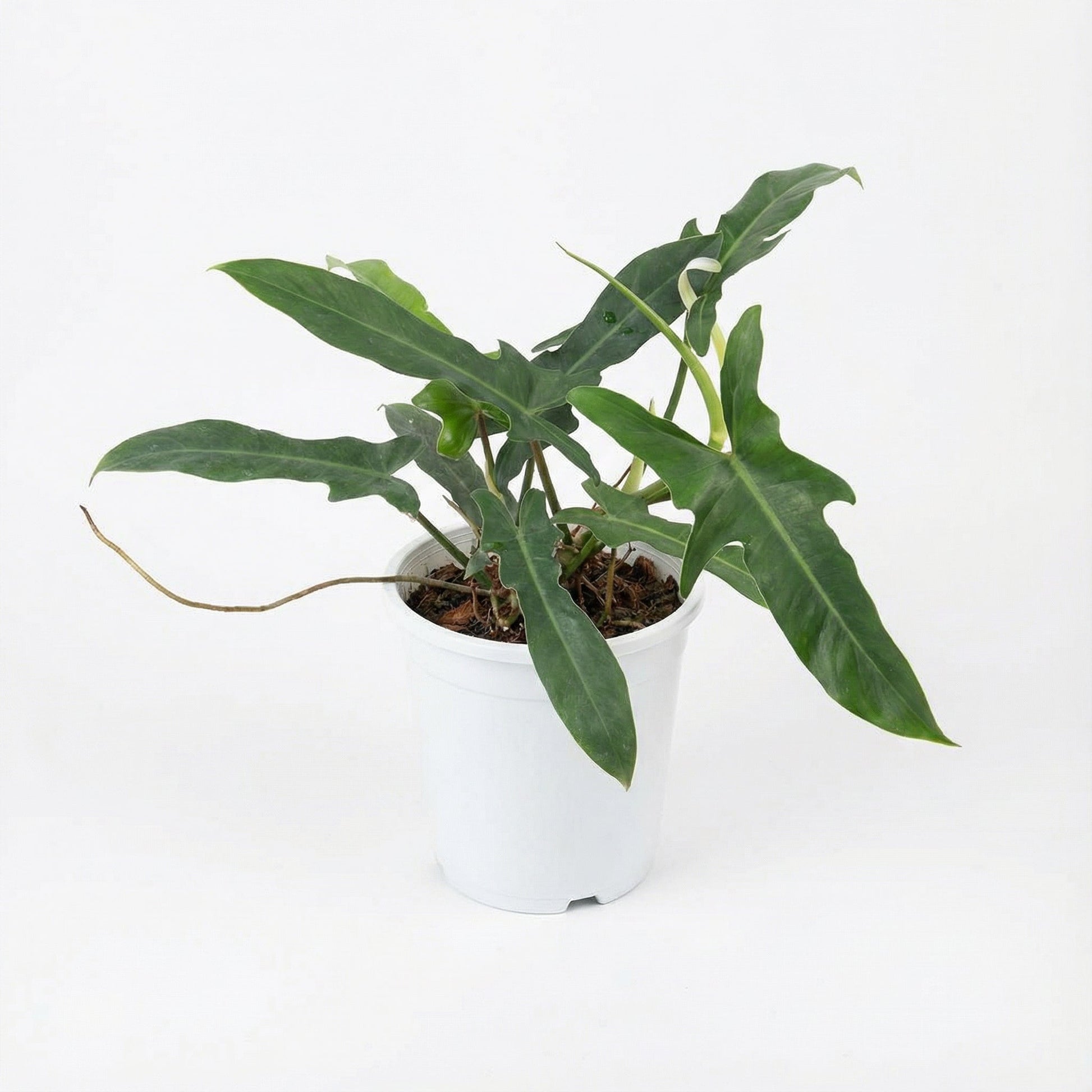 Philodendron Jerry Horne