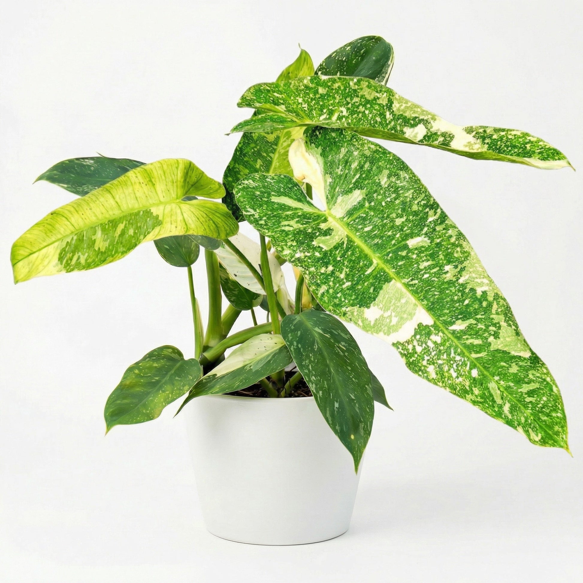 Philodendron Jose Buono