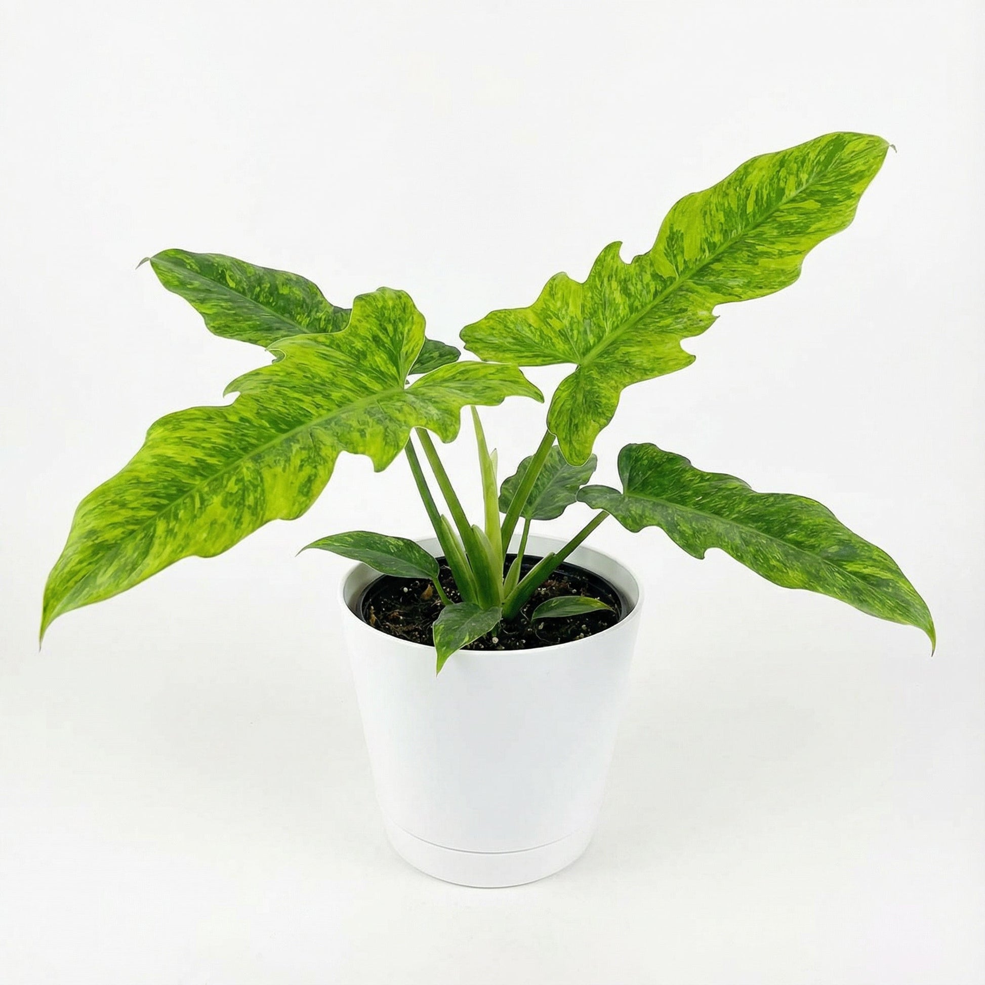 Philodendron Lime Fiddle