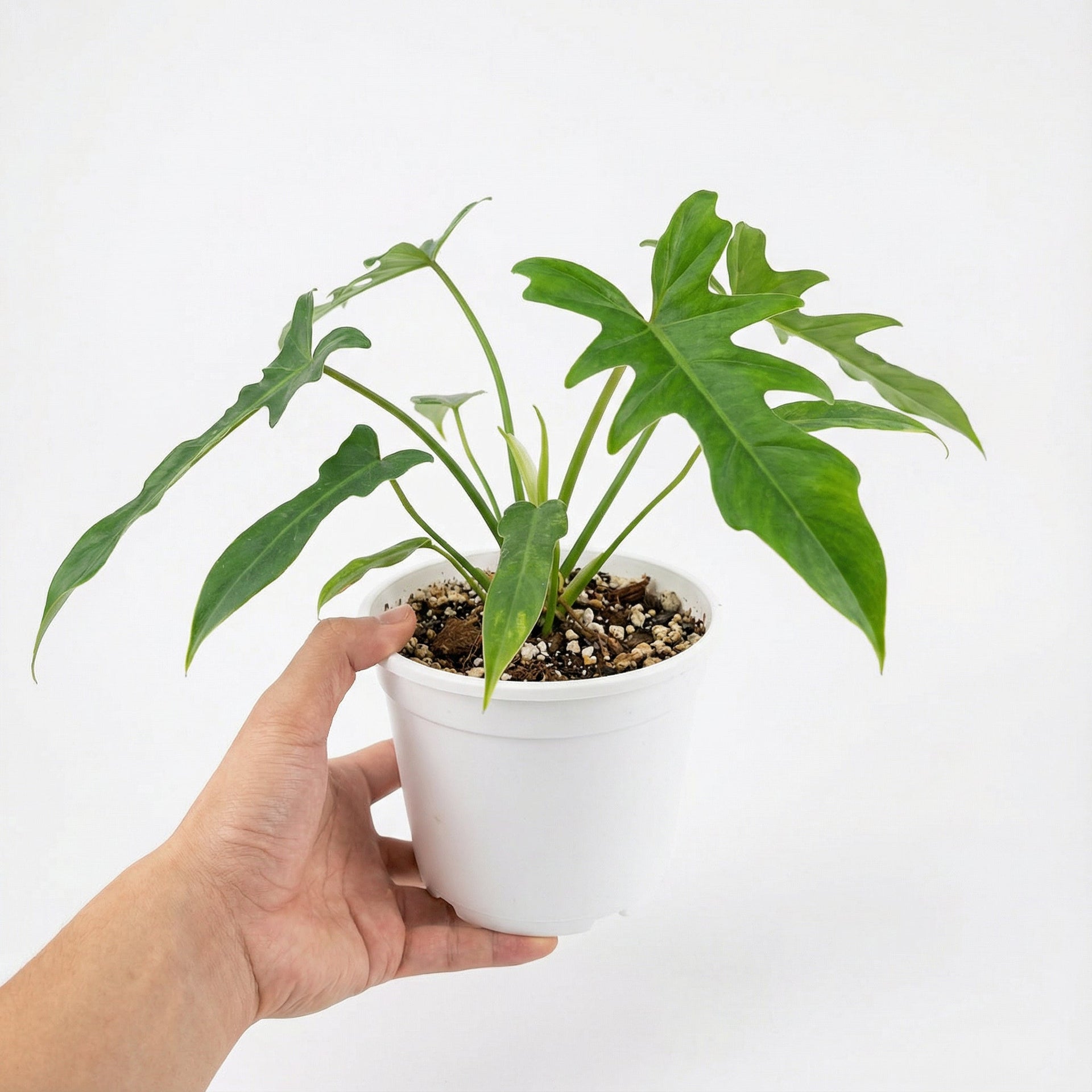 philodendron longilobatum 'lelano miyano' Philodendron Longilobatum Lelano Miyano
