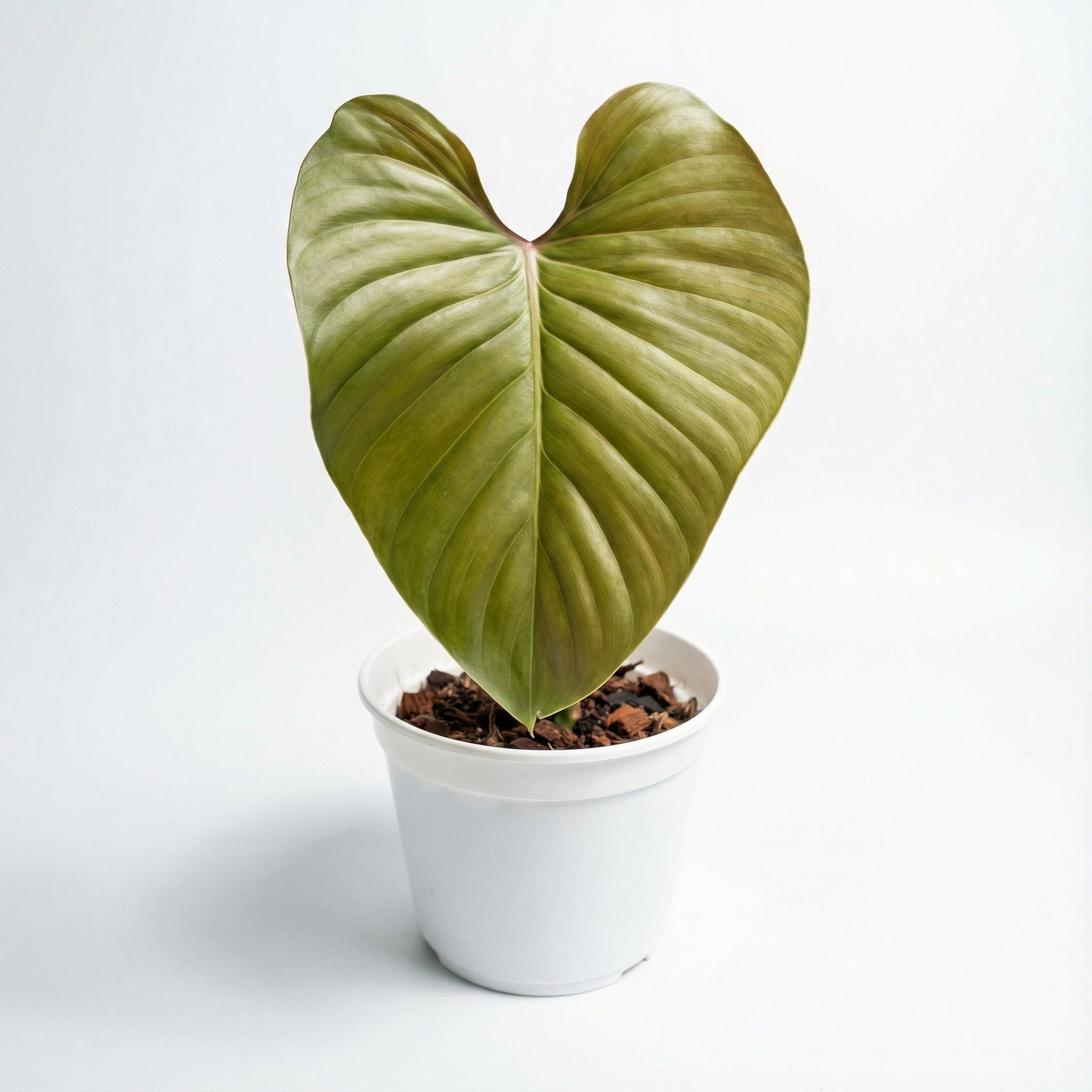 lynamii philodendron Philodendron Lynamii