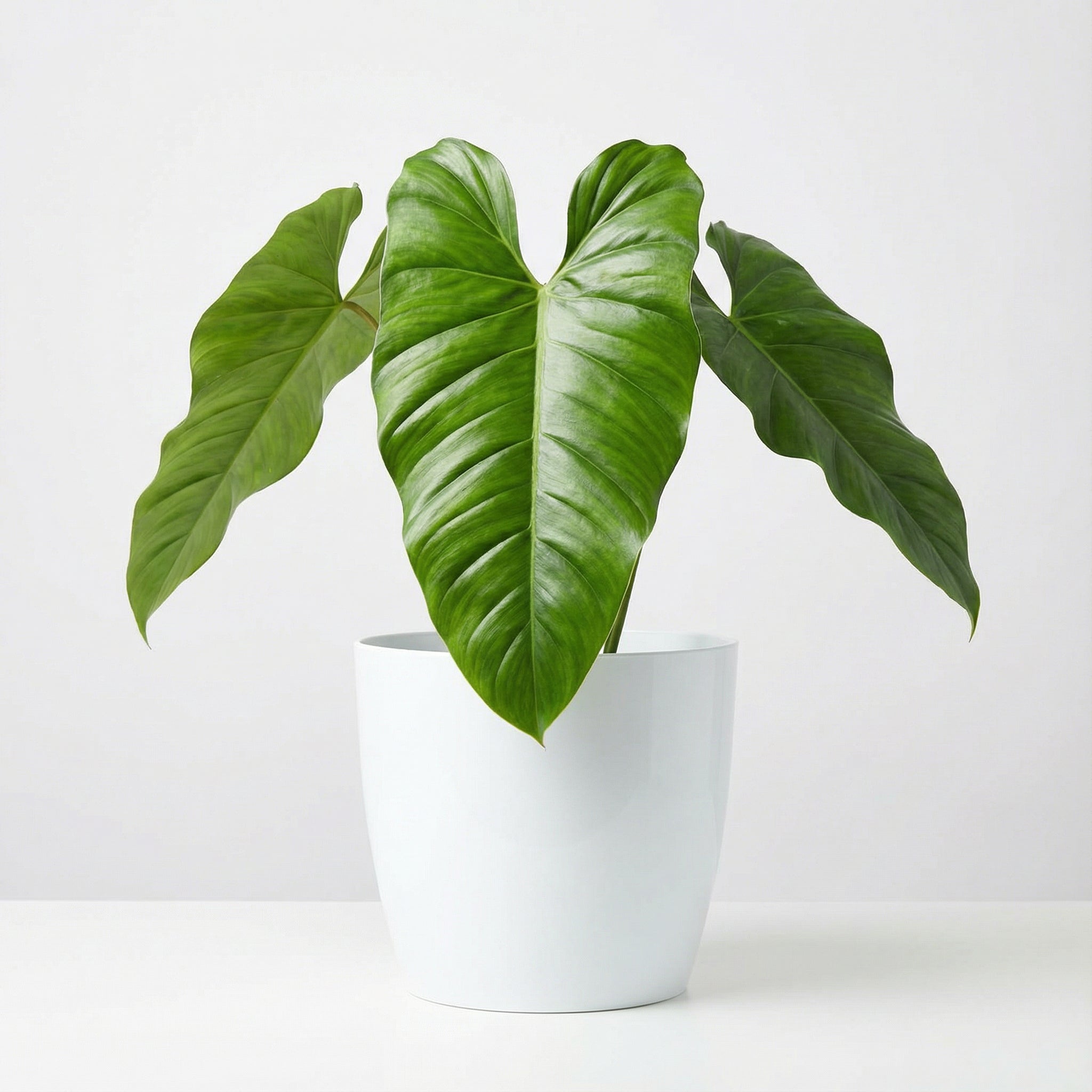 Philodendron Maximum - Philodendron Maximum preorder