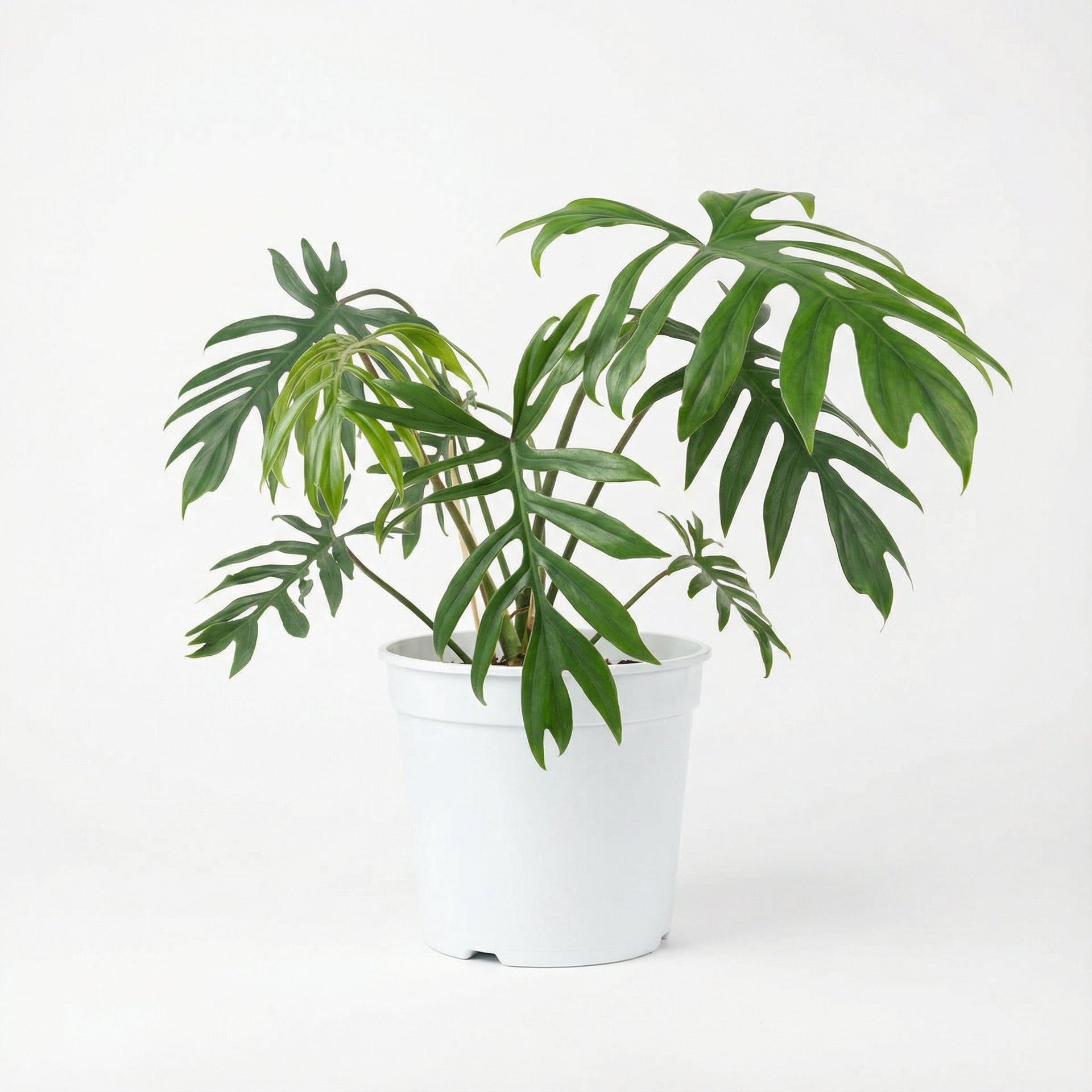 philodendron mayoi care Philodendron Mayoi - preorder