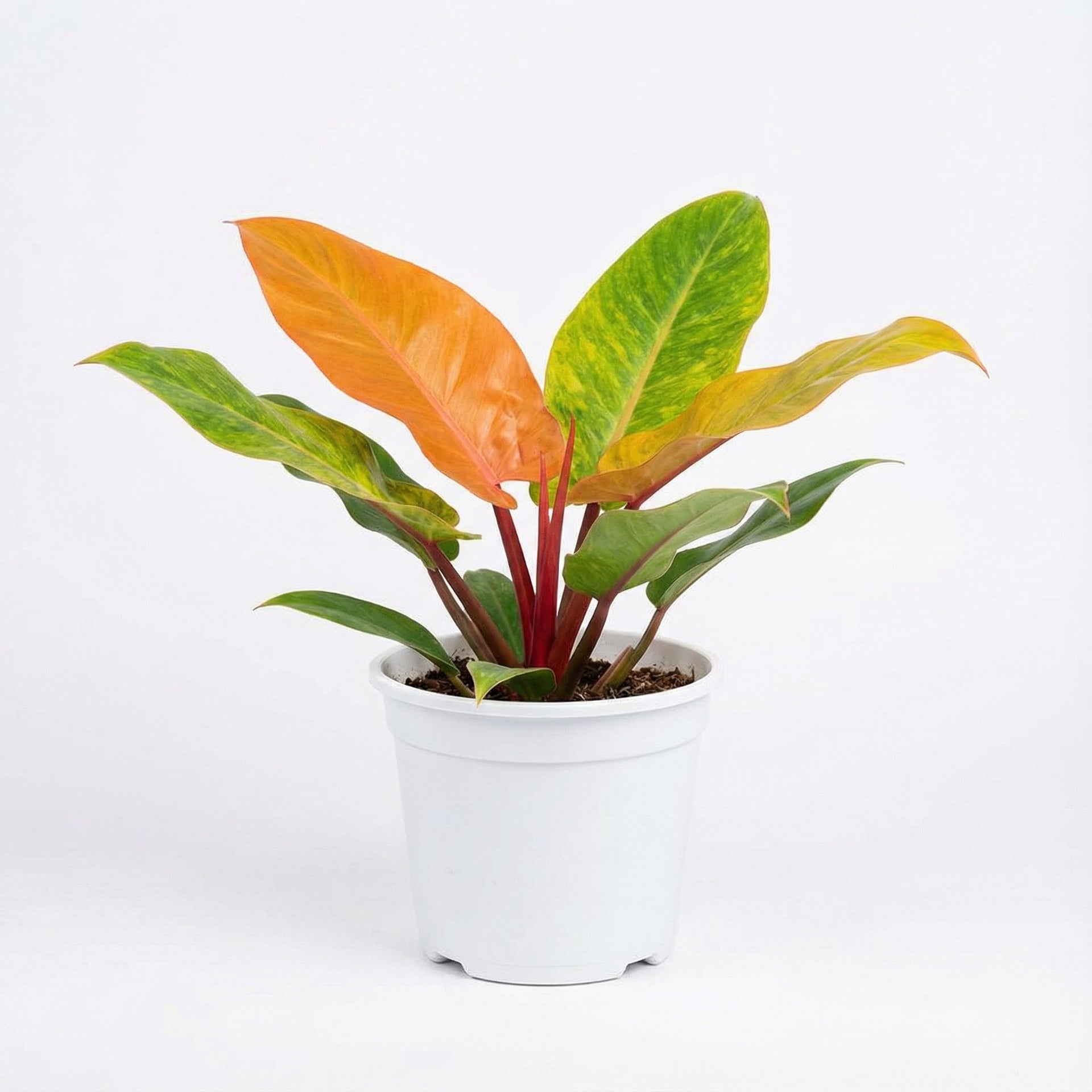 orange marmalade philodendron care Philodendron Orange Marmalade - Preorder