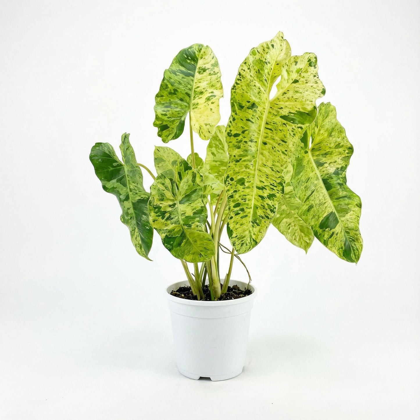 Philodendron Paraiso Verde