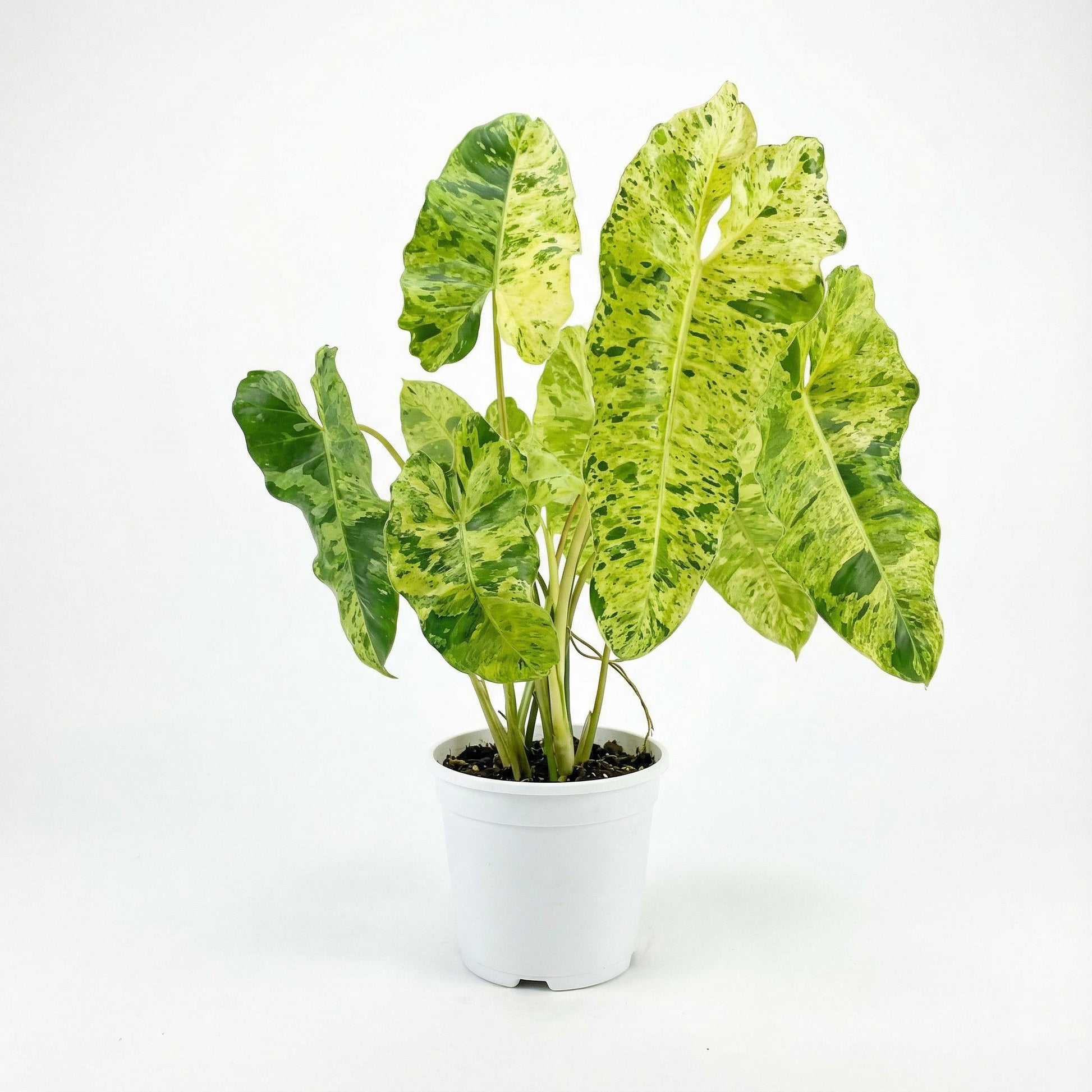 Philodendron Paraiso Verde