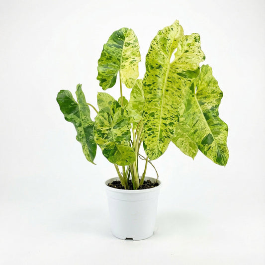 Philodendron Paraiso Verde