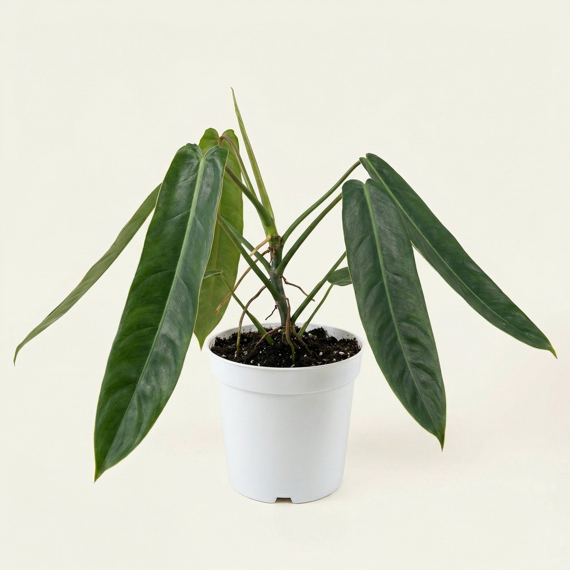 patricia philodendron Philodendron Patriciae