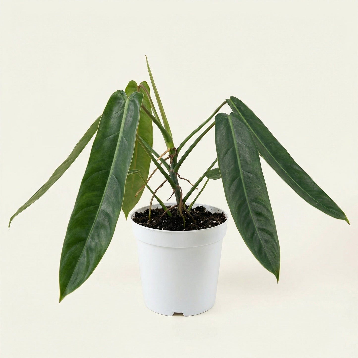 Philodendron Patriciae - Preorder