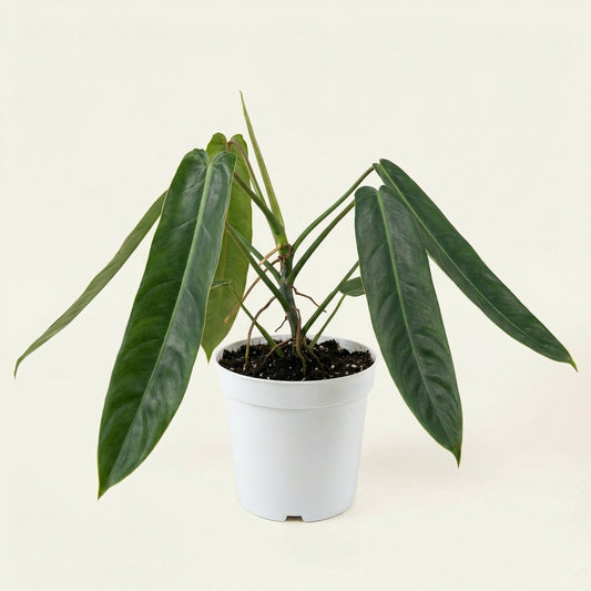 Philodendron Patriciae - Preorder