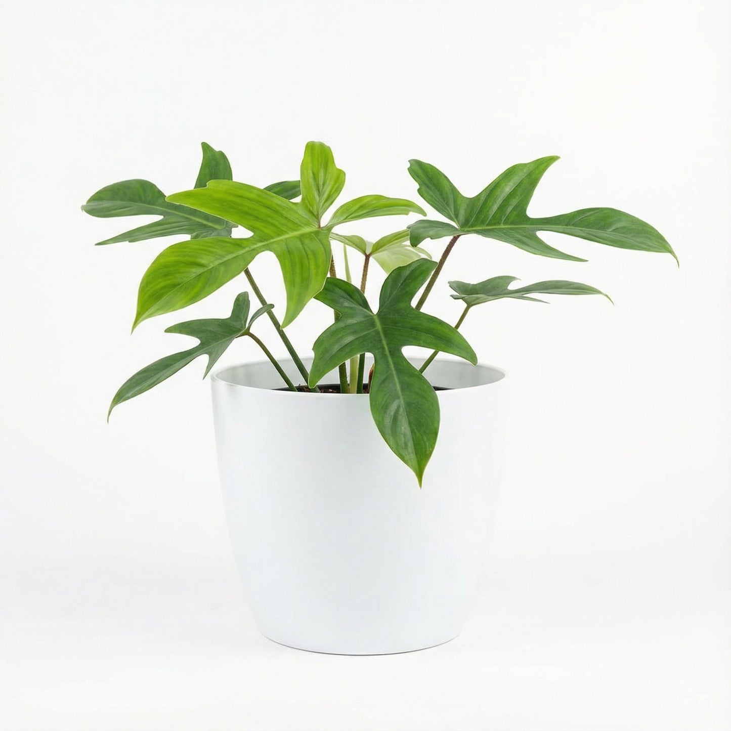 Philodendron Pedatum